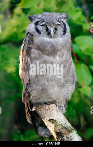 Riesige Uhu, Verrauxs Uhus (Bubo Lacteus), Afrikanische Arten in Gefangenschaft, North Rhine-Westphalia, Germany, Europe Stockfoto