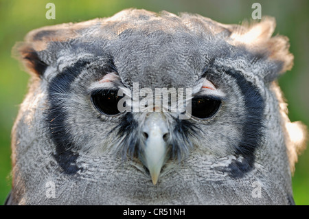 Riesige Uhu, Verrauxs Uhus (Bubo Lacteus), Porträt, Afrikanische Arten in Gefangenschaft, North Rhine-Westphalia, Germany, Europe Stockfoto