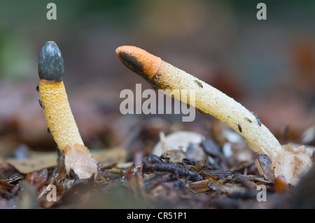 Hund Stinkmorchel (Mutinus Caninus) Pilz, Tinner Loh, Haren, Emsland, Niedersachsen, Deutschland, Europa Stockfoto