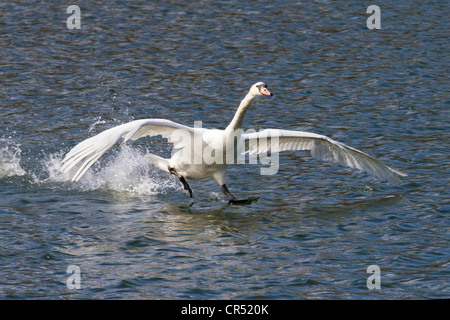 Höckerschwan Landung im Wasser Stockfoto