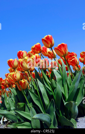 Tulpen (Tulipa SP.), Lisse, Südholland, Holland, Niederlande, Europa " Stockfoto