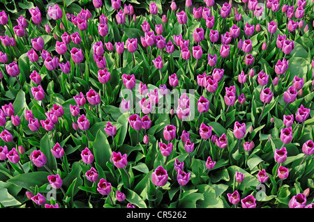 Tulpen (Tulipa SP.), Lisse, Südholland, Holland, Niederlande, Europa " Stockfoto