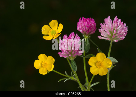 Butterblumen und Wicke Stockfoto