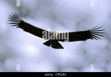 Condor (Vulture Kondor) schweben über Colca Canyon. Abteilung von Arequipa, Peru. Stockfoto