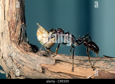 Bullet Ant, Paraponeragroße Clavata, trug Grashuepfer Kopf zurück um im Zoo von Cincinnati zu verschachteln. Wird für Larven ernähren. Stockfoto