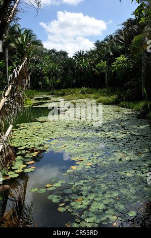 Teich mit Seerosen in den Amazonas Regenwald, Brasilien, Südamerika, Lateinamerika Stockfoto