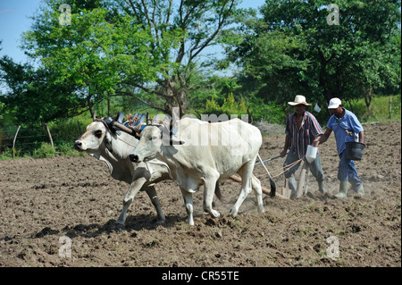 Zwei Bauern Pflügen das Feld mit zwei Ochsen, Joch Ochsen, El Angel, Bajo Lempa, El Salvador, Mittelamerika, Lateinamerika Stockfoto