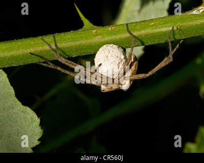 Makroaufnahme von weiblichen Wolfspinne mit Eiern Stockfoto