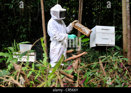 Imker entfernen Waben gefüllt mit Honig aus einem Bienenstock, Bienenzucht im Amazonas-Regenwald ist Bestandteil der Bauer Stockfoto