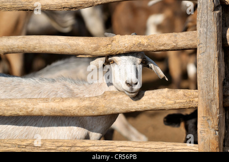 Weißer Hausziege (Capra Hircus Aegagrus), Puesto La Guascha, Gran Chaco, Salta, Argentinien, Südamerika Stockfoto