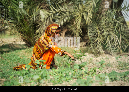 Junge Frau, 18, arbeiten in den Bereichen, Dorf von Moza Sabgogat in der Nähe von Muzaffaragarh, Punjab, Pakistan, Asien Stockfoto