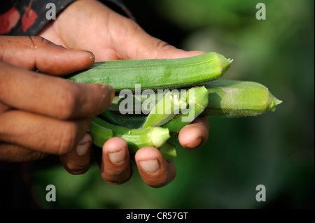 Erntefrisch Okraschoten in den Händen einer Frau, Dorf von Moza Sabgogat in der Nähe von Muzaffaragarh, Punjab, Pakistan, Asien Stockfoto