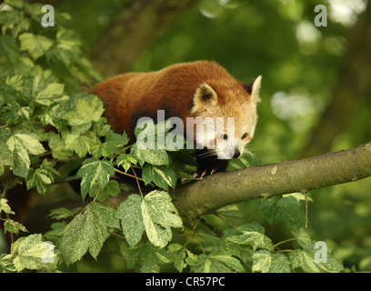 Roter Panda in einem Baum klettern Stockfoto
