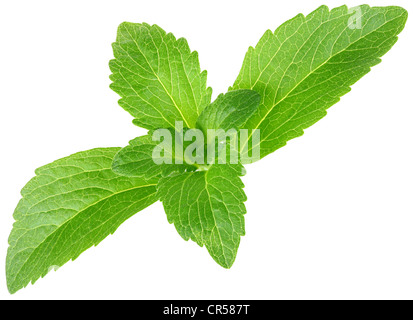 Stevia Rebaudiana, süße Blatt Zucker ersetzen isolierten auf weißen Hintergrund Stockfoto