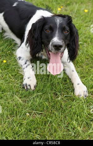 Eine müde schwarzen und weißen Springer Spaniel Hund liegen auf dem Rasen mit einer langen rosa Zunge hing aus seiner offenen Mund Keuchen Stockfoto
