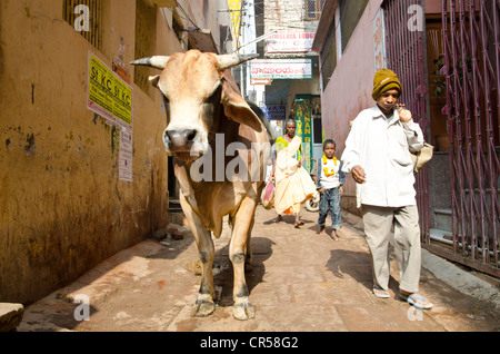 Heilige Kuh in den Straßen von Varanasi, Uttar Pradesh, Indien, Asien Stockfoto