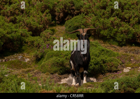 Feral Wildziege (Capra Hircus), Billy, Highlands, Schottland Stockfoto