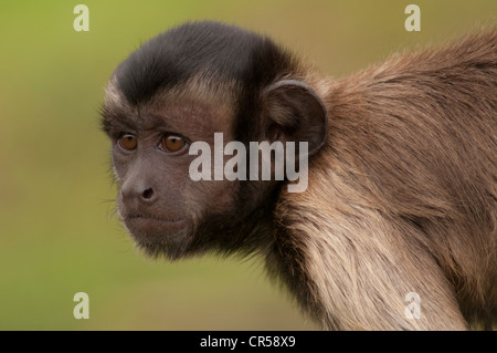 Brauner Kapuziner Affen Cebus Apella (auch bekannt als Sapajus Apella) Stockfoto