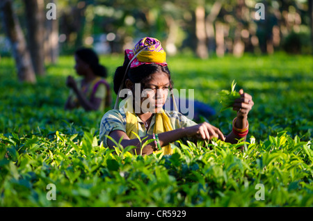 Frau zupfende Teeblätter, Assam-Tee-Gärten produzieren rund 700 000 kg Tee jedes Jahr Suban Siri, Assam, Indien, Asien Stockfoto