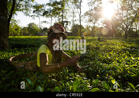 Frau zupfende Teeblätter, Assam-Tee-Gärten produzieren rund 700 000 kg Tee jedes Jahr Suban Siri, Assam, Indien, Asien Stockfoto