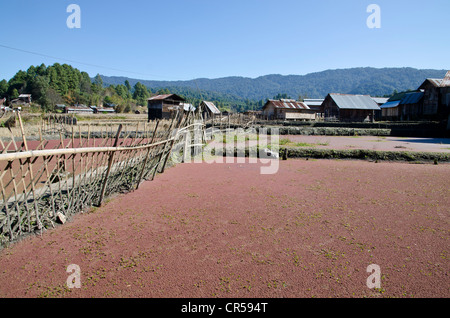 Typische Reis Paddys und Dorf Struktur des Apatani-Stammes, Hong Dorf, Arunachal Pradesh, Indien, Asien Stockfoto