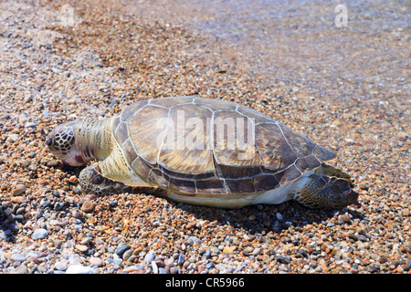 Totes Meeresschildkröte am Strand am Wasser Stockfoto