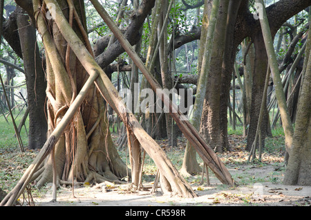 Einige der 3300 Luftwurzeln der weltweit größten Banyanbaum in Kolkatas Botanischer Garten, Kolkata, Westbengalen, Indien, Asien Stockfoto