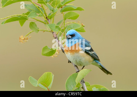 Lazuli Bunting (Passerina Amoena) thront auf einem Ast, Western Montana Stockfoto