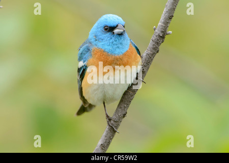 Männliche Lazuli Bunting (Passerina Amoena) thront auf einem Ast, Western Montana Stockfoto