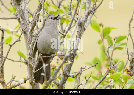 Catbird (Durnetella Carolinensis) Vocalizing, Western Montana grau Stockfoto
