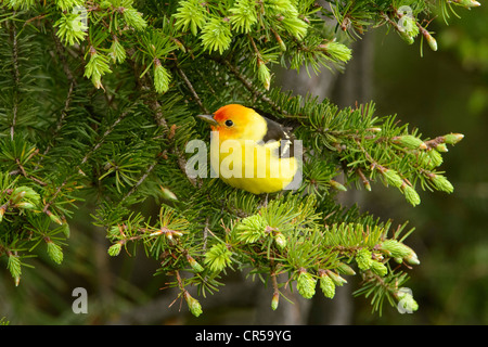 Männliche Western Tanager (Piranga Ludoviciana) auf einen Tannenzweig, Western Montana Stockfoto