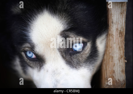 Norwegen, Lappland, Finnmark County, Karasjok, husky Zucht an der Sven Engholm Stockfoto