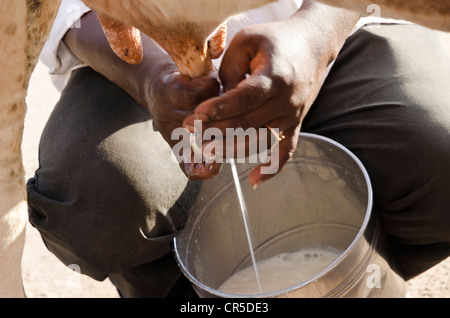 Kuh gemolken auf der Straße in Madurai, Tamil Nadu, Indien, Asien Stockfoto