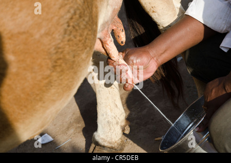 Kuh gemolken auf der Straße in Madurai, Tamil Nadu, Indien, Asien Stockfoto
