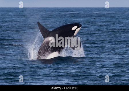 Transiente Schwertwal/Orca (Orcinus Orca). Große Männchen verletzt, Monterey, Kalifornien, Pacific Ocean. Stockfoto