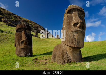 Geschnitzte Statuen, unvollendeten Moais am Rano Raraku, der Vulkan, von wo aus die moai aus vulkanischen Felsen gehauen wurden. Die Osterinsel. South Pacific Stockfoto