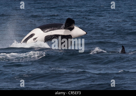 Transiente Schwertwal/Orca (Orcinus Orca). Große Männchen verletzt, Monterey, Kalifornien, Pacific Ocean. Stockfoto