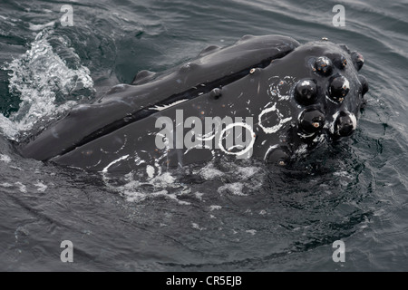 Buckelwal (Impressionen Novaeangliae) Interaktion mit Whalewatch Boot. Monterey, Kalifornien, Pacific Ocean. Stockfoto