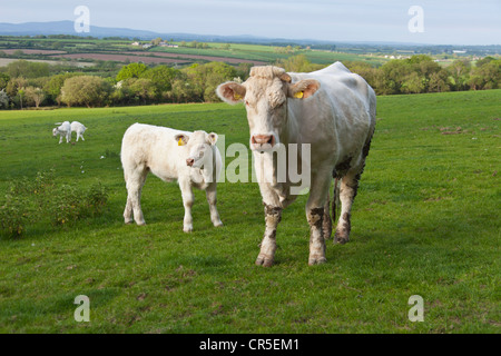 Charolais-Rindern in einem Feld in Pembrokeshire Wales UK 128028 Bull Stockfoto