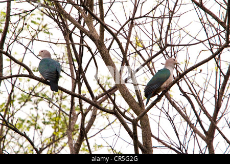 Grüne kaiserliche Tauben (Ducula Aenea), Uda Walawe Nationalpark, Sabaragamuwa, Sri Lanka Stockfoto