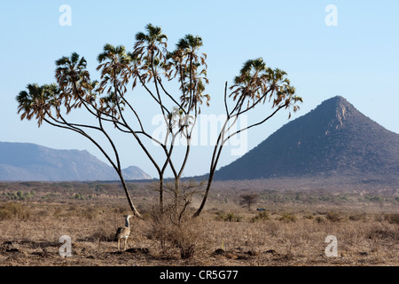 Kenya, Samburu Reserve, Doum Palm und Kori Bustard (Ardeotis Kori) Stockfoto