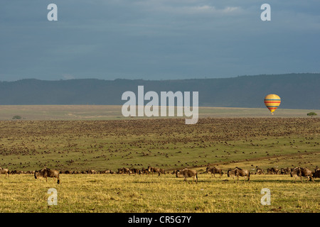 Kenia, Masai Mara National Reserve, fliegen im Heißluft-Ballon, die Migration von weißen bärtigen Gnus (Connochaetes zu beobachten Stockfoto