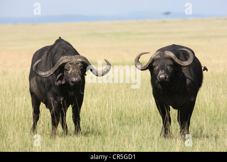 Kenia, Masai Mara National Reserve, afrikanischer Büffel oder Kaffernbüffel (Syncerus Caffer), Männchen Stockfoto