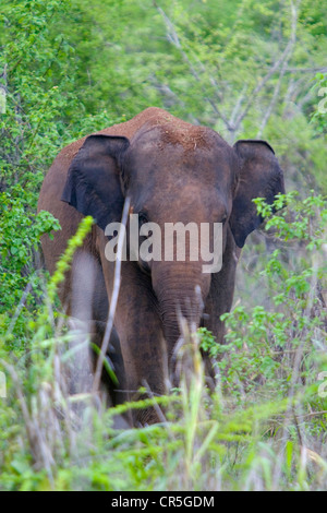 Asiatischer Elefant (Elephas Maximus Maximus), Uda Walawe Nationalpark, Sabaragamuwa, Sri Lanka Stockfoto