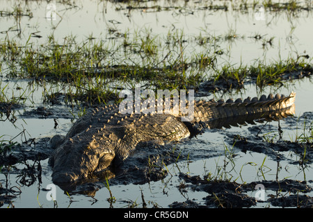 Botswana, Chobe National Park, Nil-Krokodil (Crocodylus Niloticus) Stockfoto