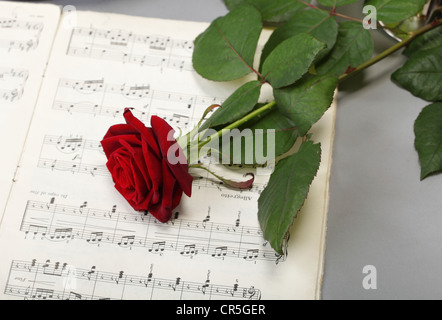 rote Rosen und alten Anmerkung merkt Liebe Hintergrundmusik Stockfoto