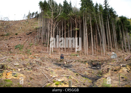 deaktiviert eine Waldfläche in den Highlands von Schottland, Vereinigtes Königreich Stockfoto