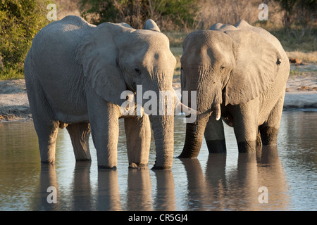 Botswana, Chobe National Park, Savuti, afrikanischer Bush Elefant (Loxodonta Africana), Männchen Stockfoto