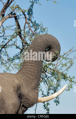 Botswana, Moremi National Park, Okavangodelta, afrikanischer Bush Elefant (Loxodonta Africana), Essen, Nahaufnahme Stockfoto