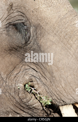 Botswana, Moremi National Park, Okavangodelta, afrikanischer Bush Elefant (Loxodonta Africana), Essen, Nahaufnahme Stockfoto